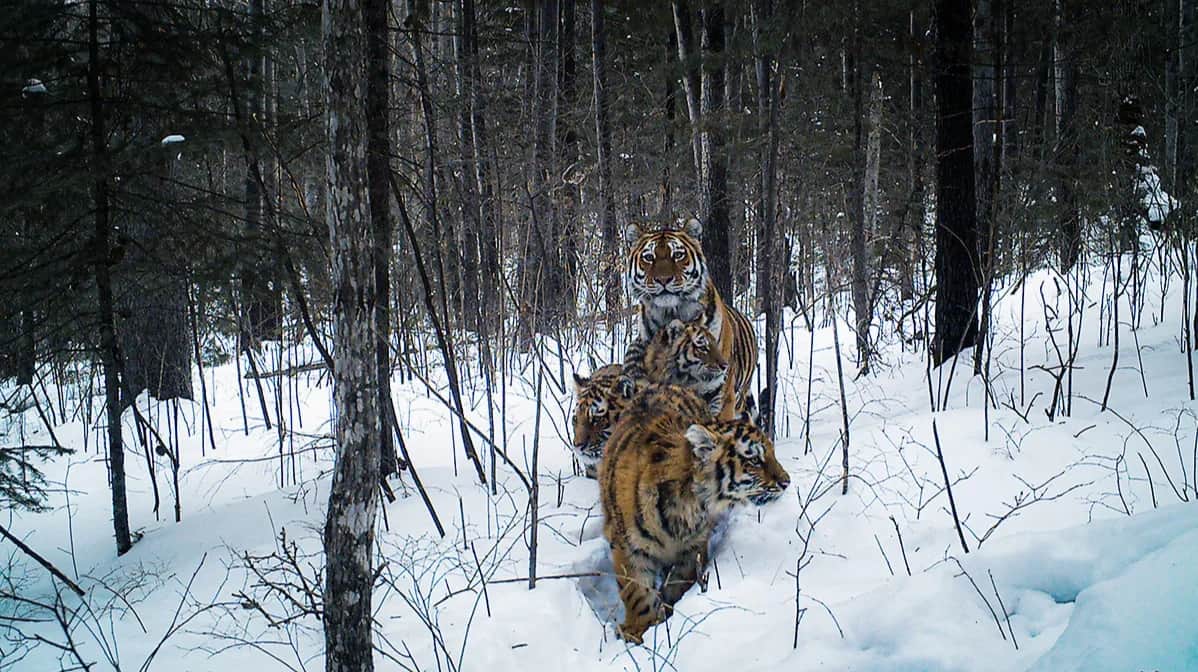 A female tiger and three six-month-old cubs in the valley of the Durmin River. February 2014. Photo by Sergey Kolchin