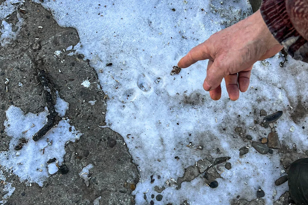 Sergey Sheremet shows a tiger's tracks in his yard left two weeks before. Photo by Irina Kravtsova / Novaya Gazeta Europe