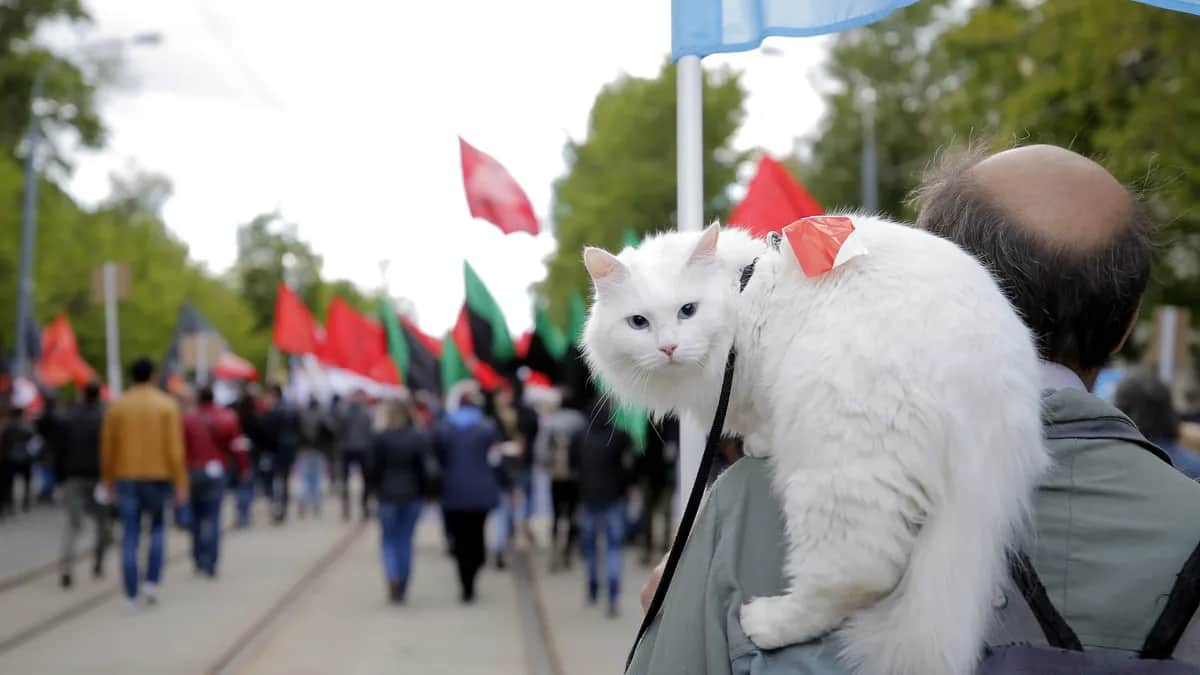 A man holds his cat during a protest rally in Moscow, May 2017. Photo: EPA/MAXIM SHIPENKOV