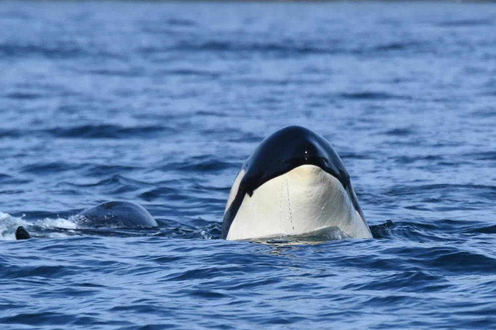 Фото: The Center for<br>Whale Research