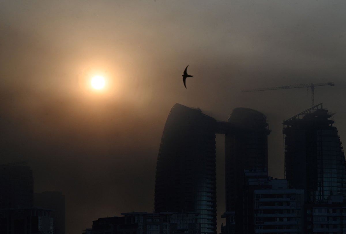 Птица на фоне задымленного после обстрелов Киева, 4 июля 2025 года. Фото: Sergei Supinsky / AFP / Scanpix / LETA