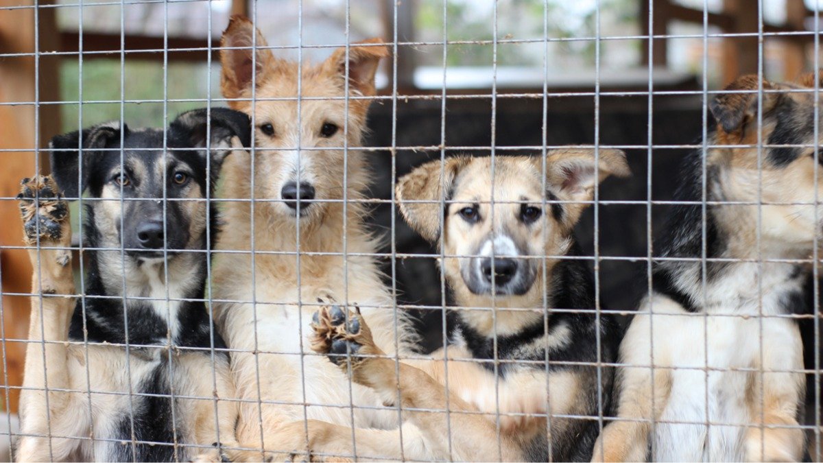 «Убили полторы тысячи собак, но ничего не поменялось»