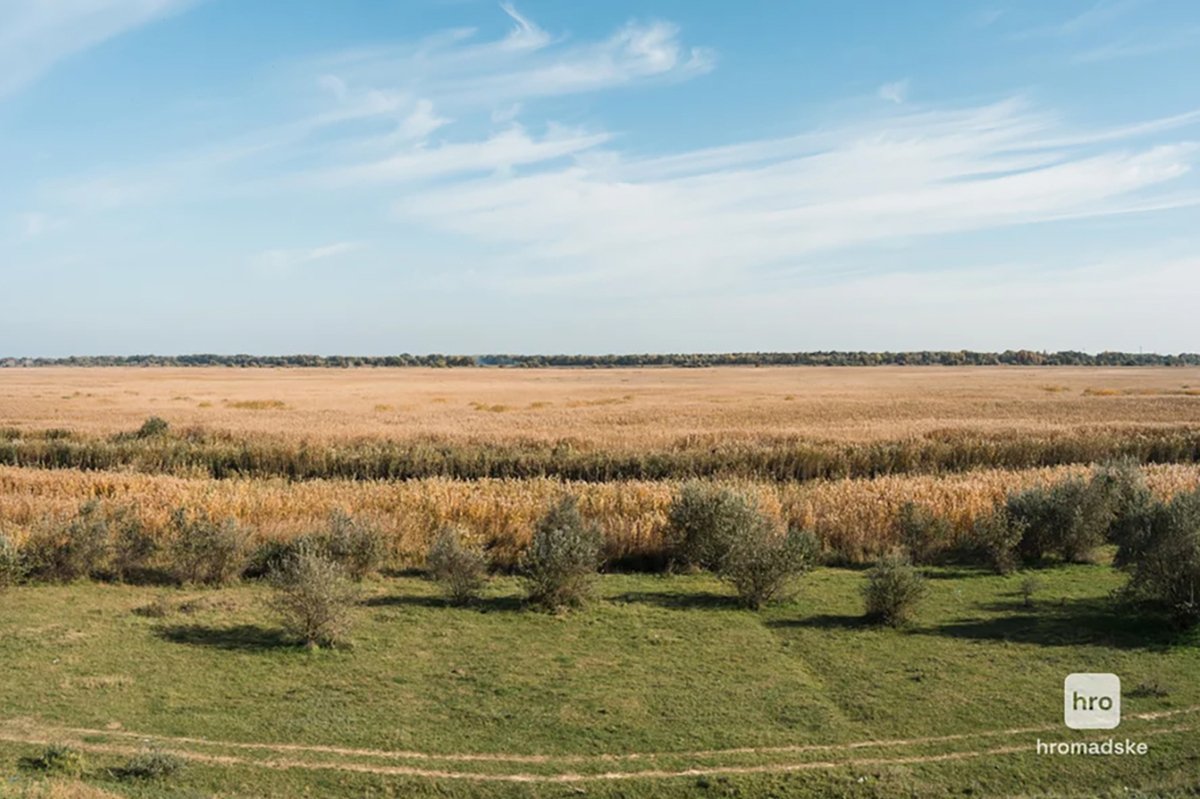 Плавни заказника “Лунг” в Старой Некрасовке. Фото: Елена Калиниченко / hromadske.ua